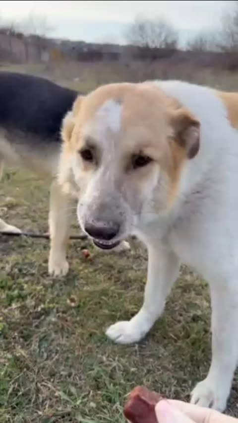 Canilos Animal Foundation